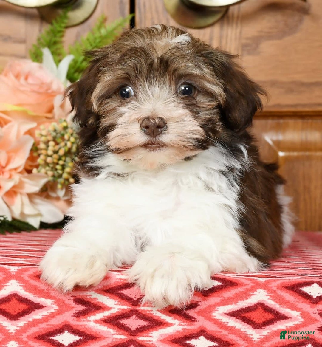 Gallery Image {{count}}