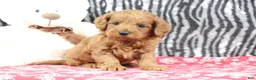 Mini Goldendoodle dogs for sale: Bozo - Ad 4