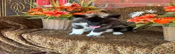 Siberian Husky dogs for sale: Rex - Ad 9