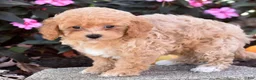 Bichpoo dogs for sale: Catelyn - Ad 3