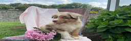 Australian Shepherd dogs for sale: Skylar - Ad 4
