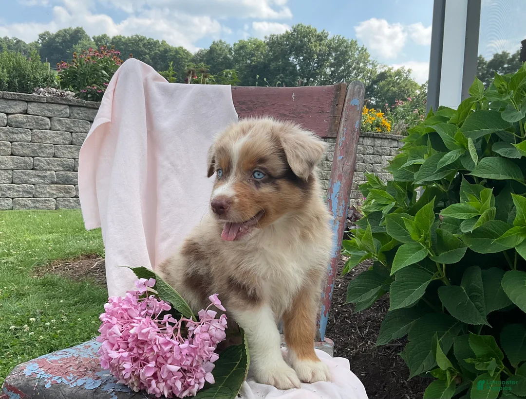 Australian Shepherd dogs for sale: Skylar - Ad 4
