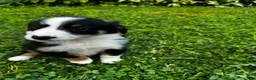Australian Shepherd dogs for sale: Glory - Ad 2