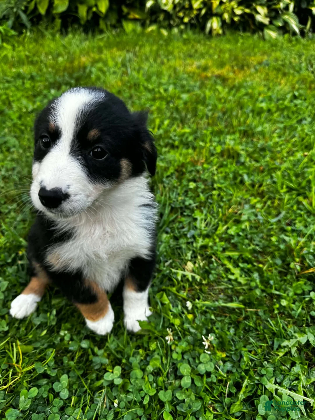 Australian Shepherd dogs for sale: Glory - Ad 2