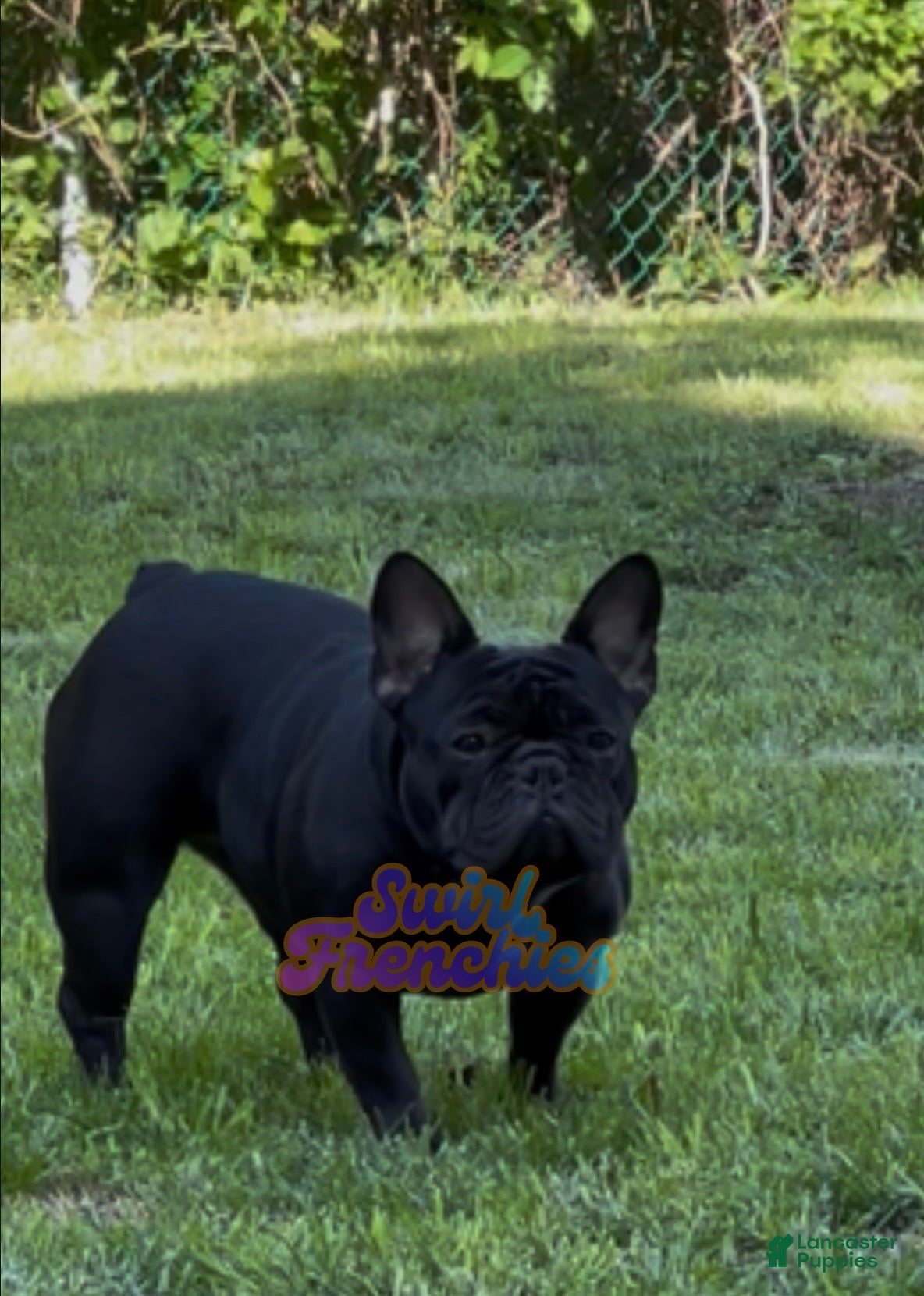 French Bulldog dogs for sale: Paprika - Ad 7