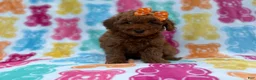 Cavapoo dogs for sale: Ansley - Ad 6