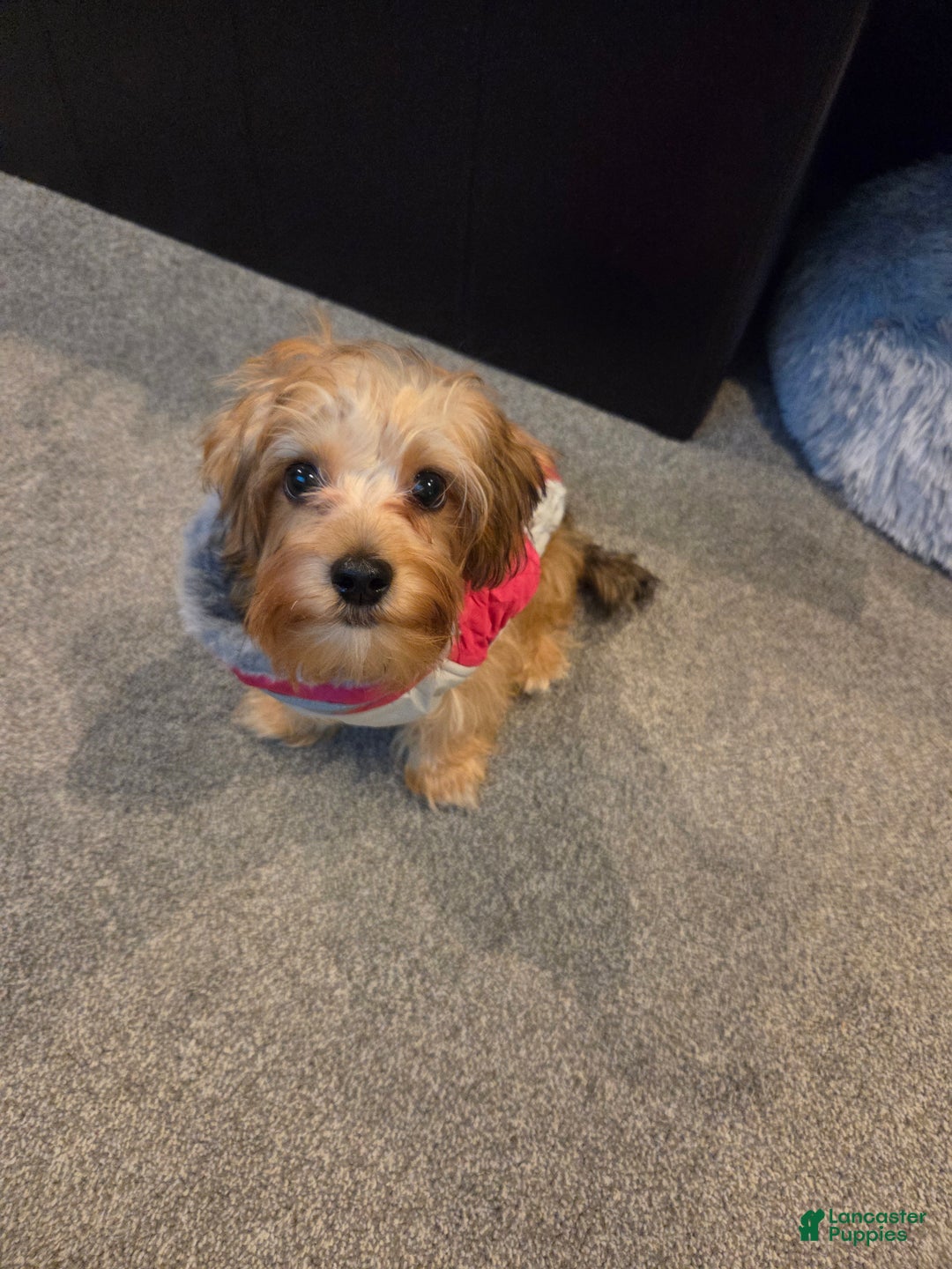Yorkiepoo dogs for sale: Yorkiepoo Puppy 1 - Ad 3