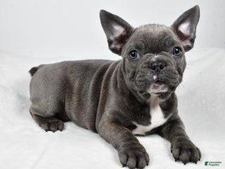 Mixed Breed dogs Reuben - Ad 31