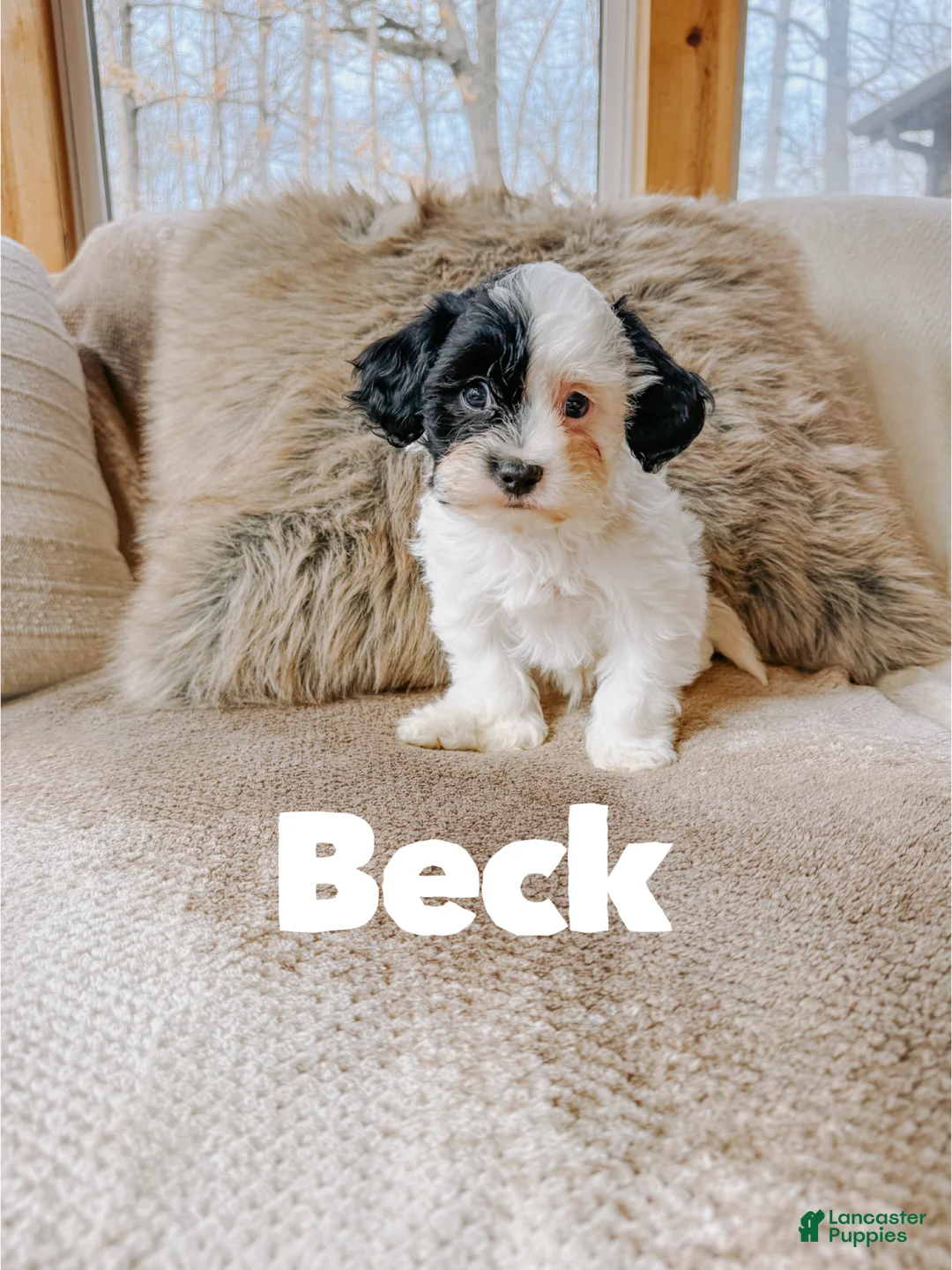 Cavapoo dogs for sale: Beck - Ad 2