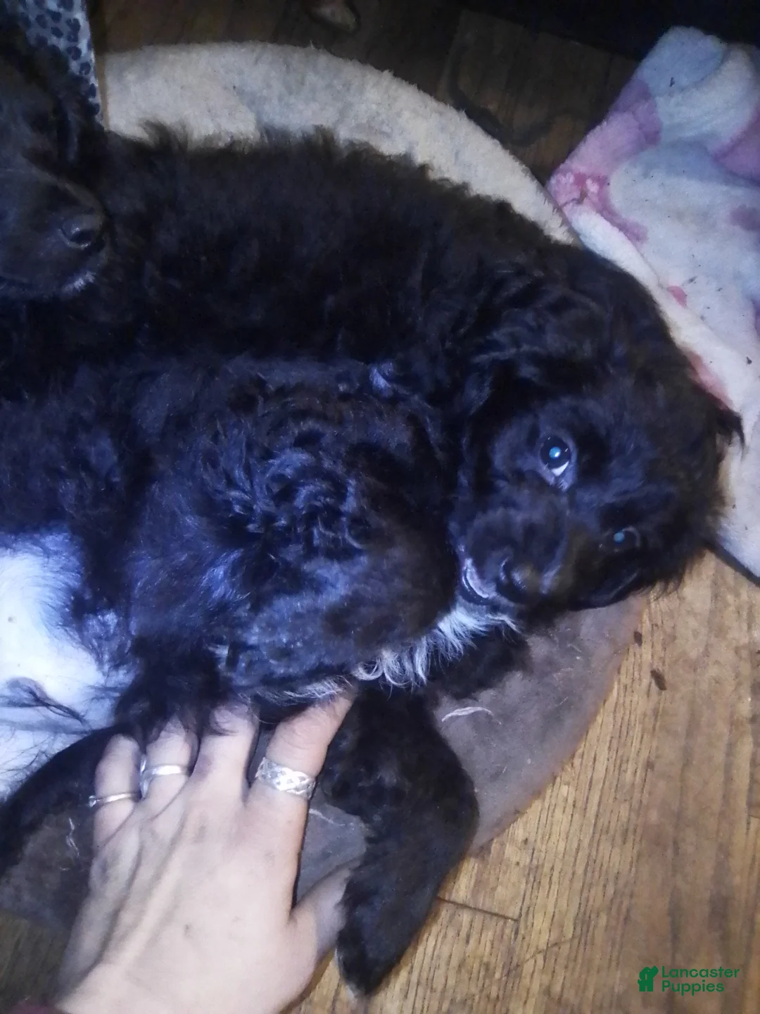 Mini Aussiedoodle dogs for sale: Mini Aussiedoodle Puppy 2 - Ad 1