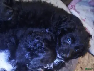 Mini Aussiedoodle dogs Mini Aussiedoodle Puppy 2 - Ad 7