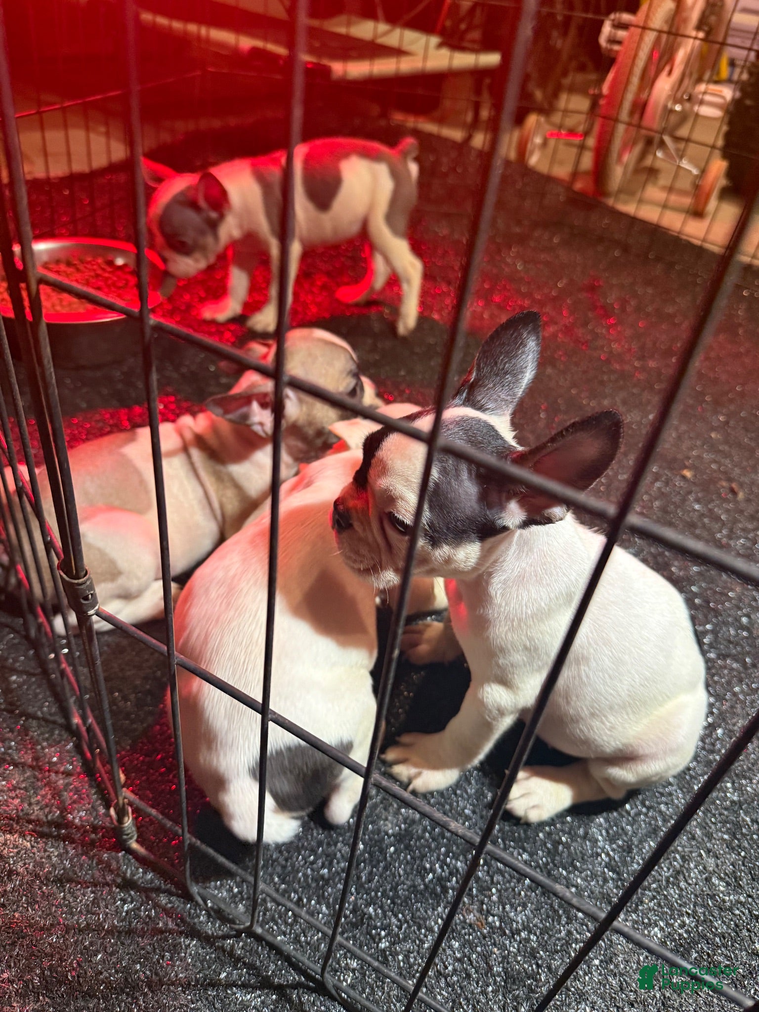 French Bulldog dogs French Bulldog 3 - Ad 6