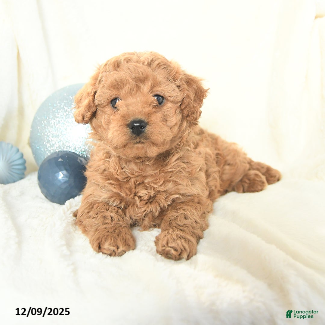 Cavapoo dogs for sale: Jackie - Ad 2