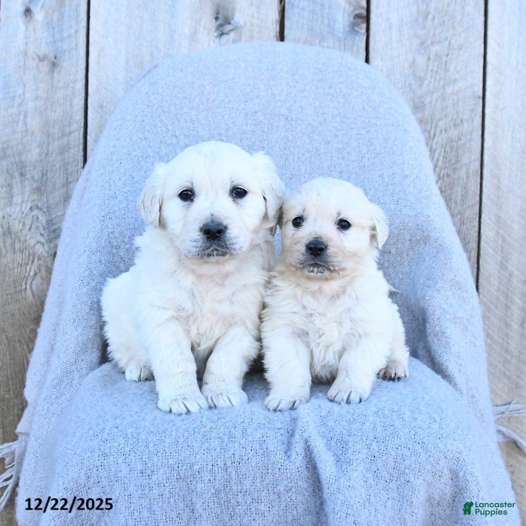 Golden Retriever dogs for sale: Winter - Ad 3