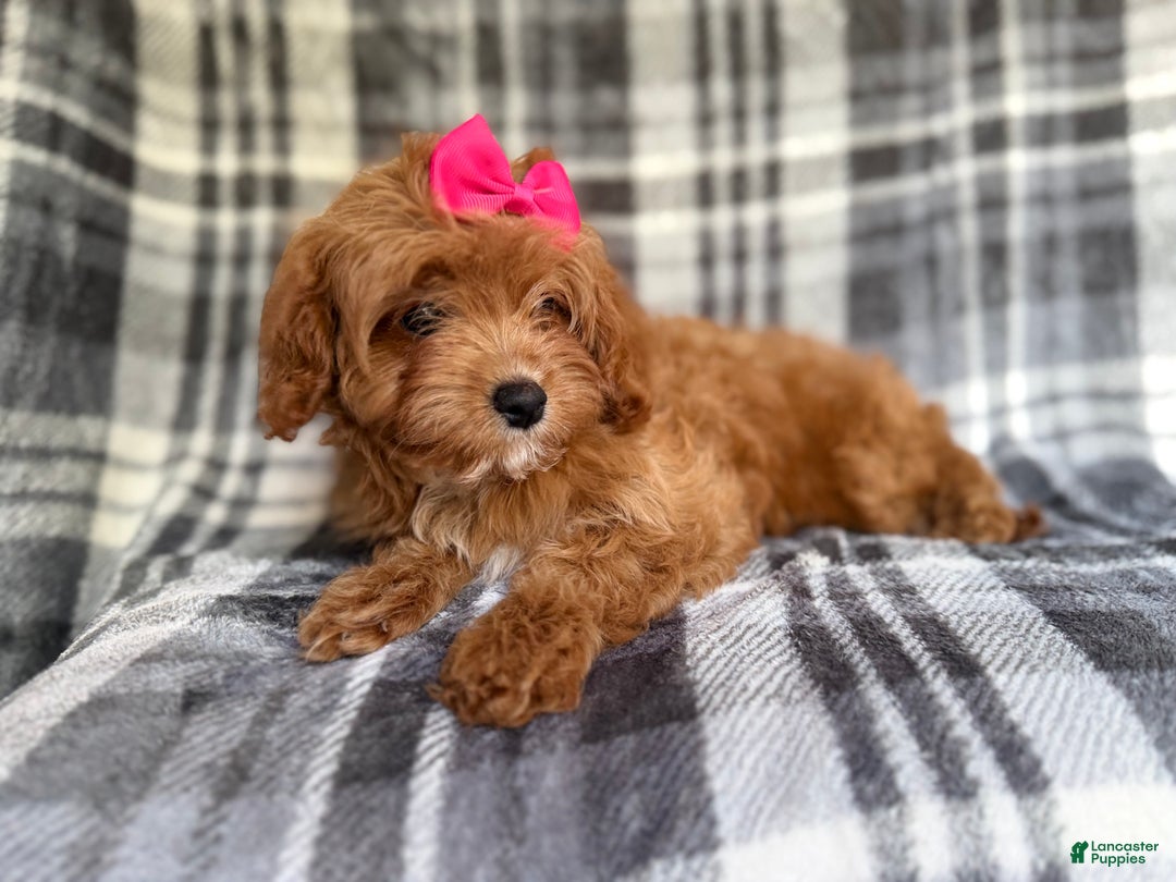 Cavapoo dogs for sale: Raven - Ad 4