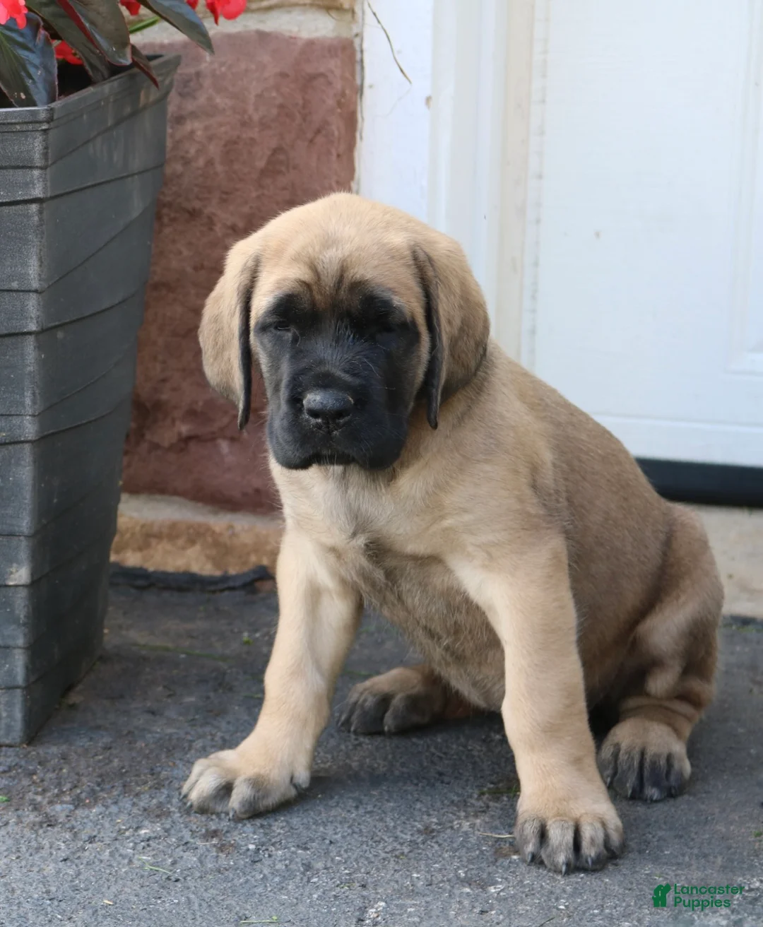 English Mastiff dogs for sale: Rose - Ad 1