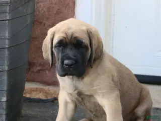 English Mastiff dogs for sale: Rose - Ad 2