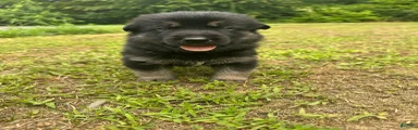 Gerberian Shepsky 2