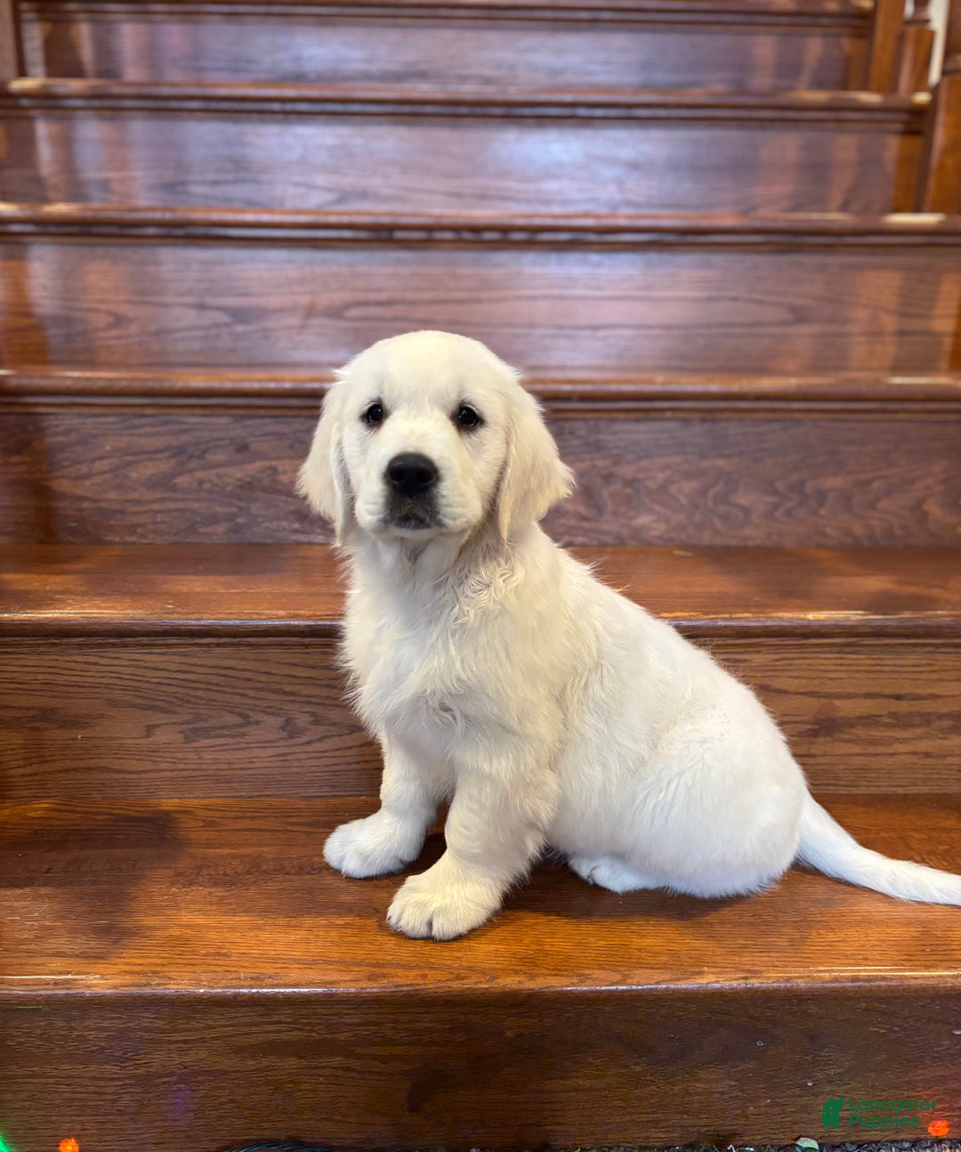 Golden Retriever dogs for sale: Brandy  - Ad 1