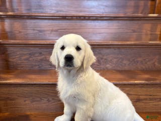 Golden Retriever dogs Brandy - Ad 13