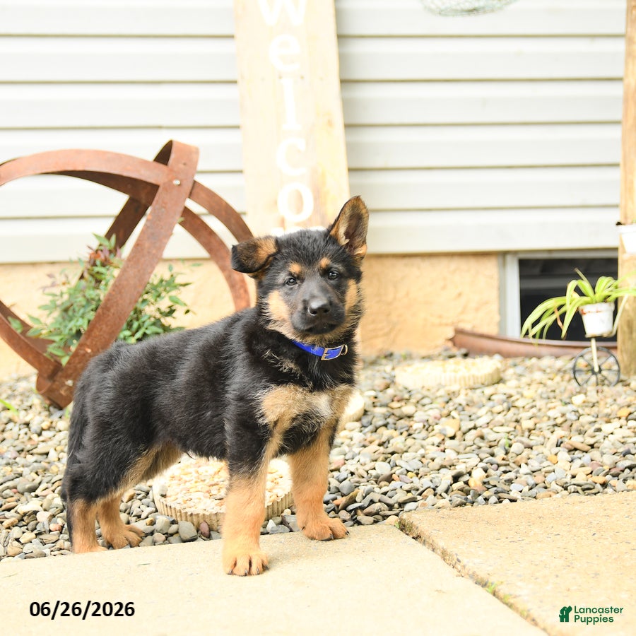 German Shepherd dogs Lyle - Ad 2