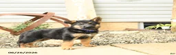 German Shepherd dogs for sale: Lyle - Ad 2