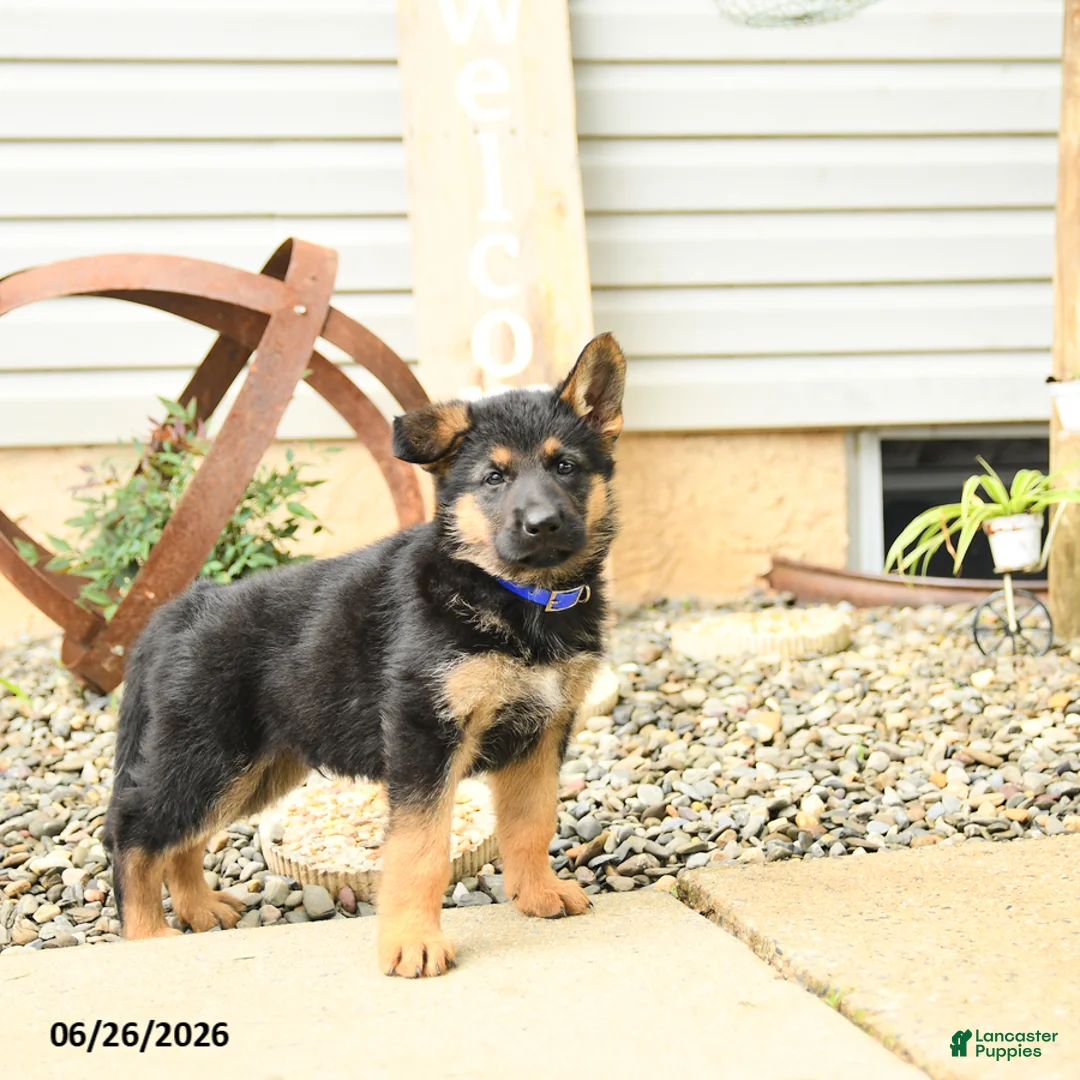 German Shepherd dogs for sale: Lyle - Ad 2