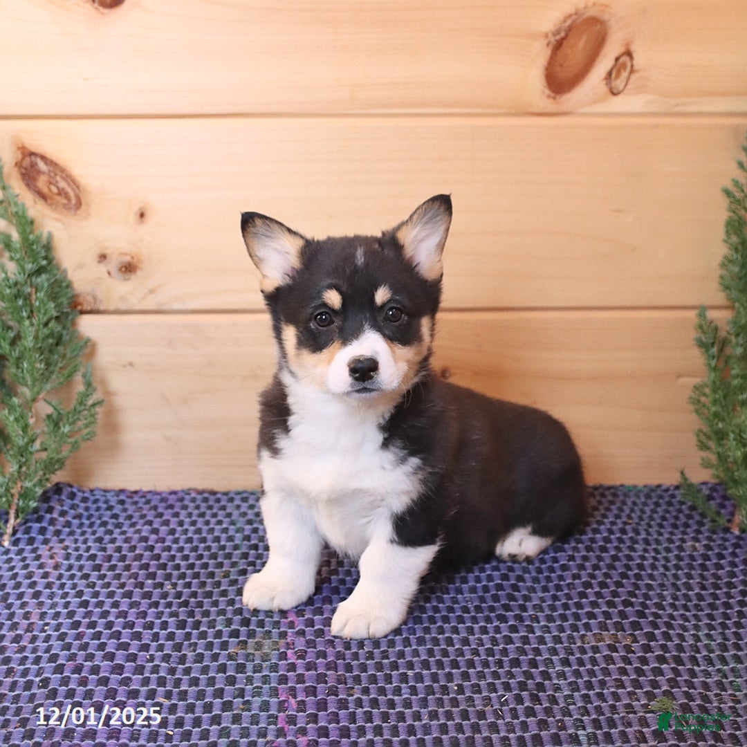 Welsh Corgi Pembroke dogs for sale: Sharlene - Ad 2