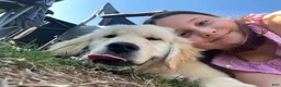 Golden Retriever dogs for sale: Golden Retriever Puppy 1 - Ad 24