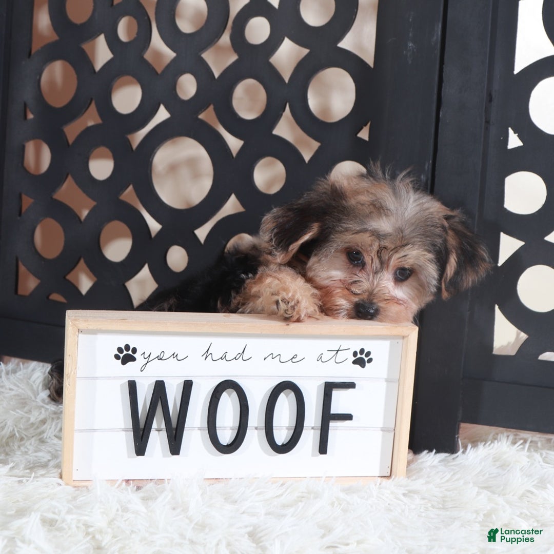 Yorkiepoo dogs for sale: Yorkiepoo Puppy Kiara - Ad 4