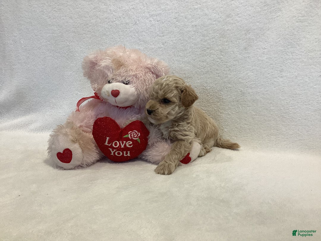 Maltipoo dogs for sale: Cody - Ad 9