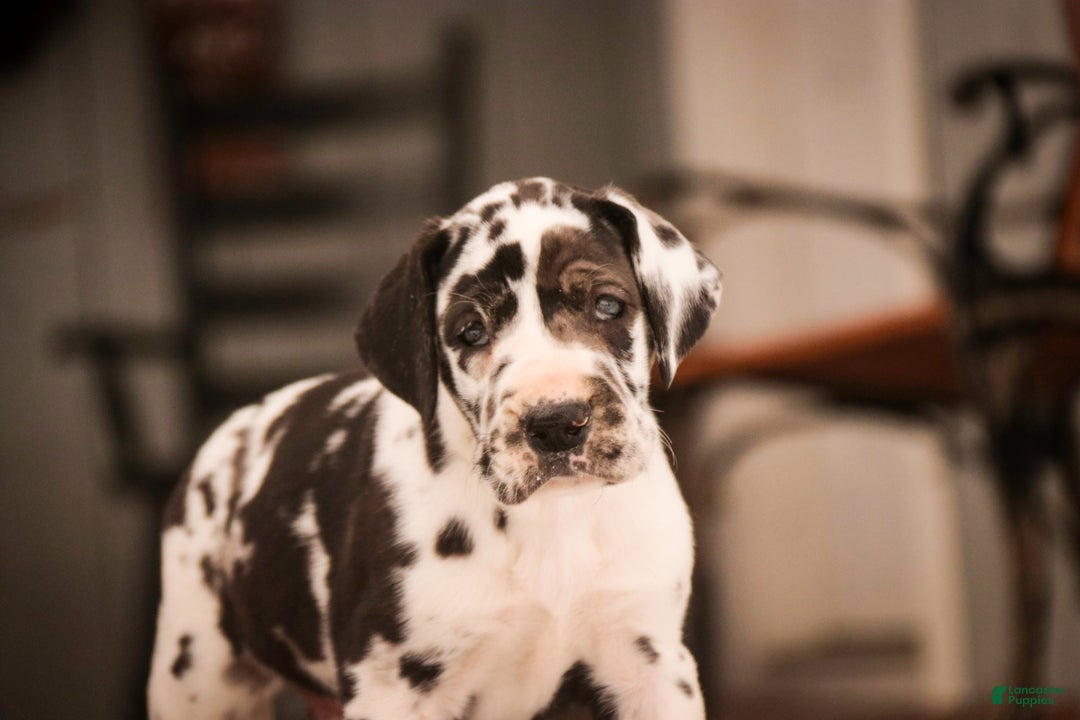 Great Dane dogs for sale: Gordon - Ad 11