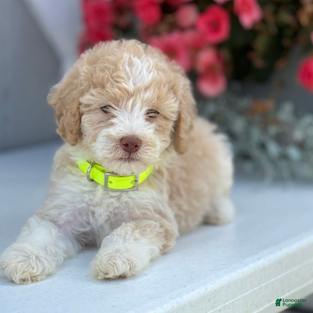 Gallery Image {{count}}