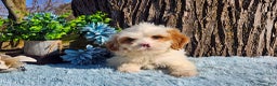 Cavapoo dogs for sale: Stanley - Ad 1