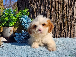 Cavapoo dogs Stanley - Ad 37