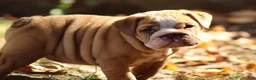 English Bulldog dogs for sale: Buttercup - Ad 5
