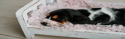 Basset Hound dogs for sale: Daisy  - Ad 7