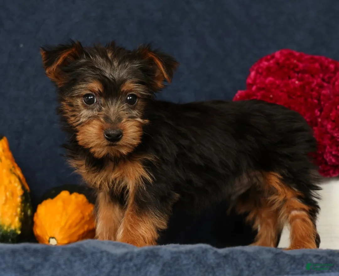 Yorkshire Terrier dogs for sale: Quill - Ad 2