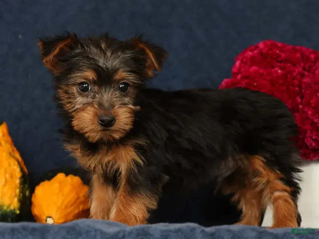 Yorkshire Terrier dogs Quill - Ad 2