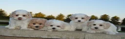 Maltipoo dogs for sale: Murphy - Ad 12