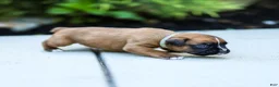 Boxer dogs for sale: Nettie Boxer  - Ad 3