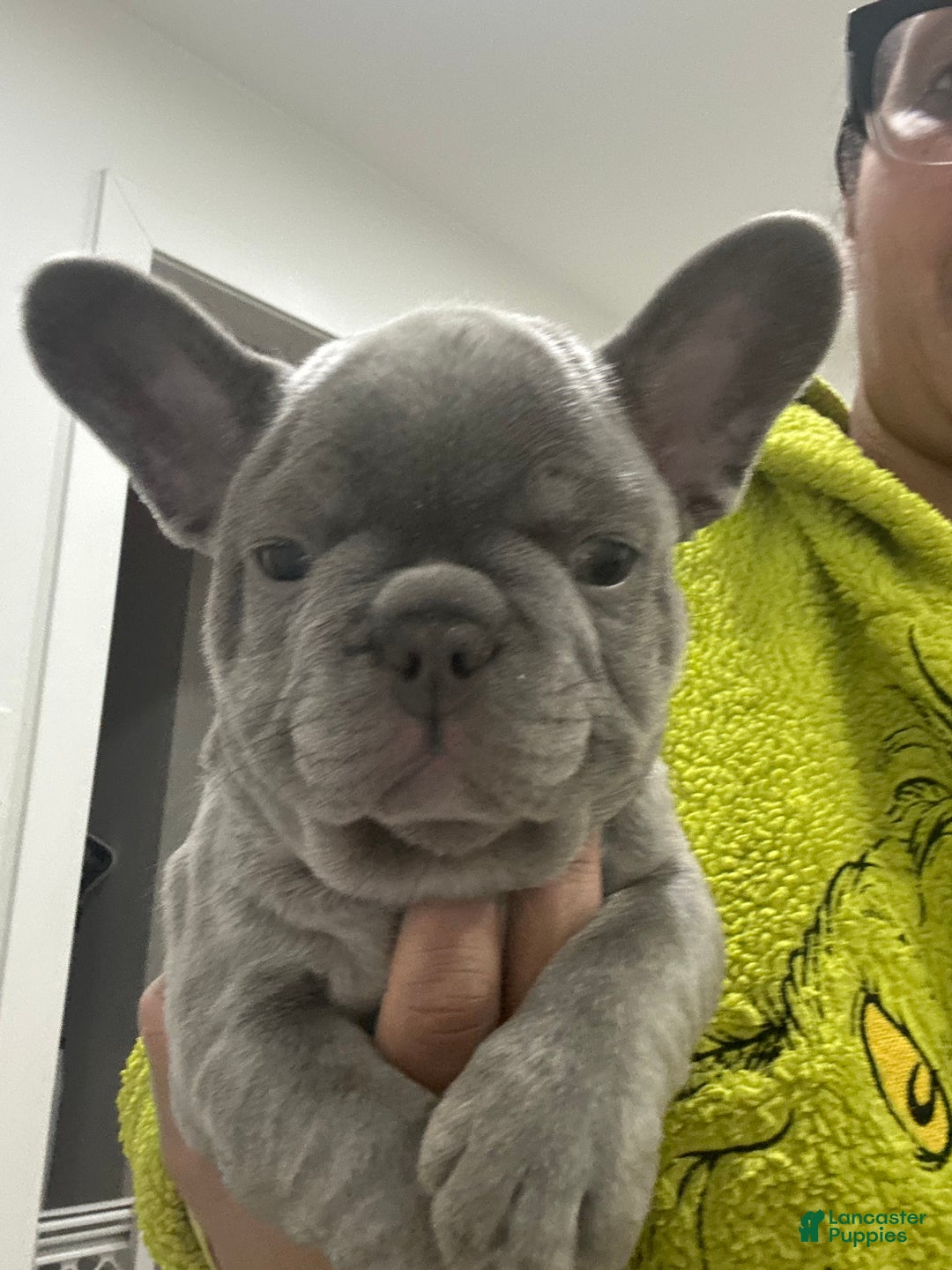 French Bulldog dogs for sale: Prince - Ad 8