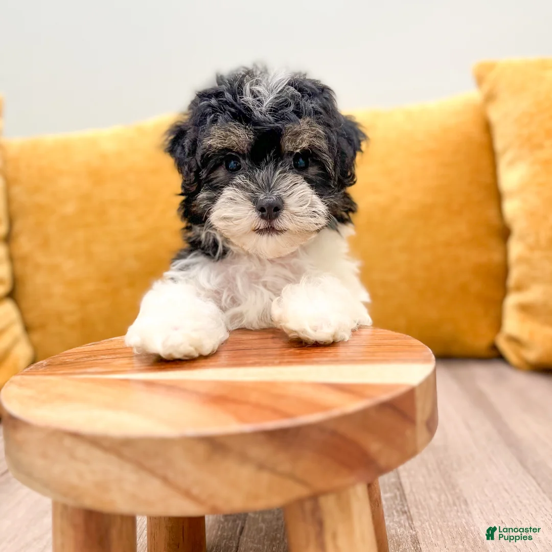 Havanese dogs for sale: Kate - Ad 2