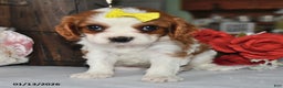 Cavalier King Charles Spaniel dogs for sale: Knight  - Ad 2