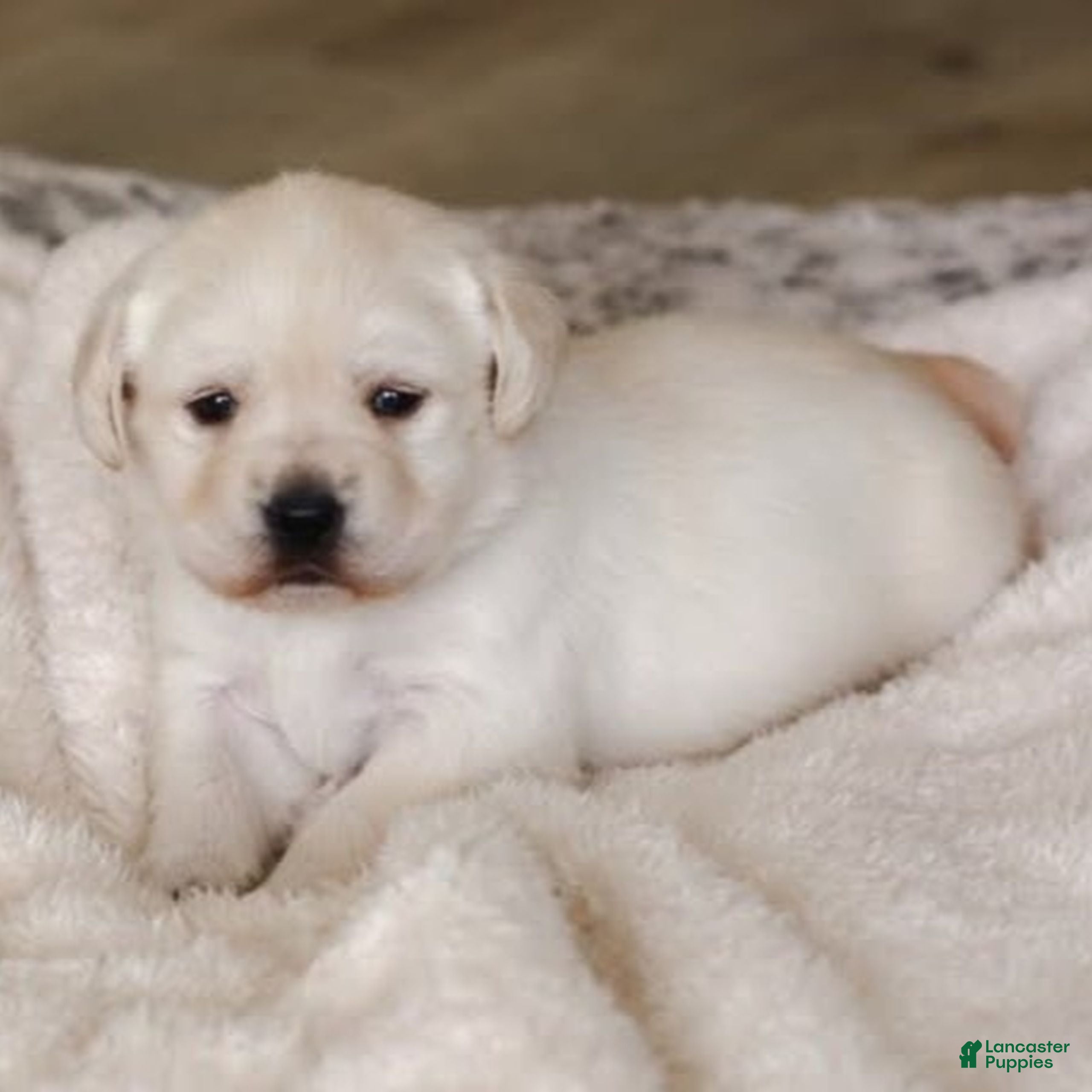 Labrador Retriever dogs Poppy  - Ad 3