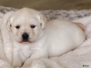 Labrador Retriever dogs Poppy - Ad 2