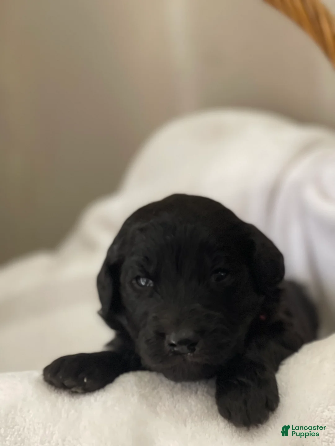 Goldendoodle dogs for sale:  Light Pink Collar Female - Ad 2