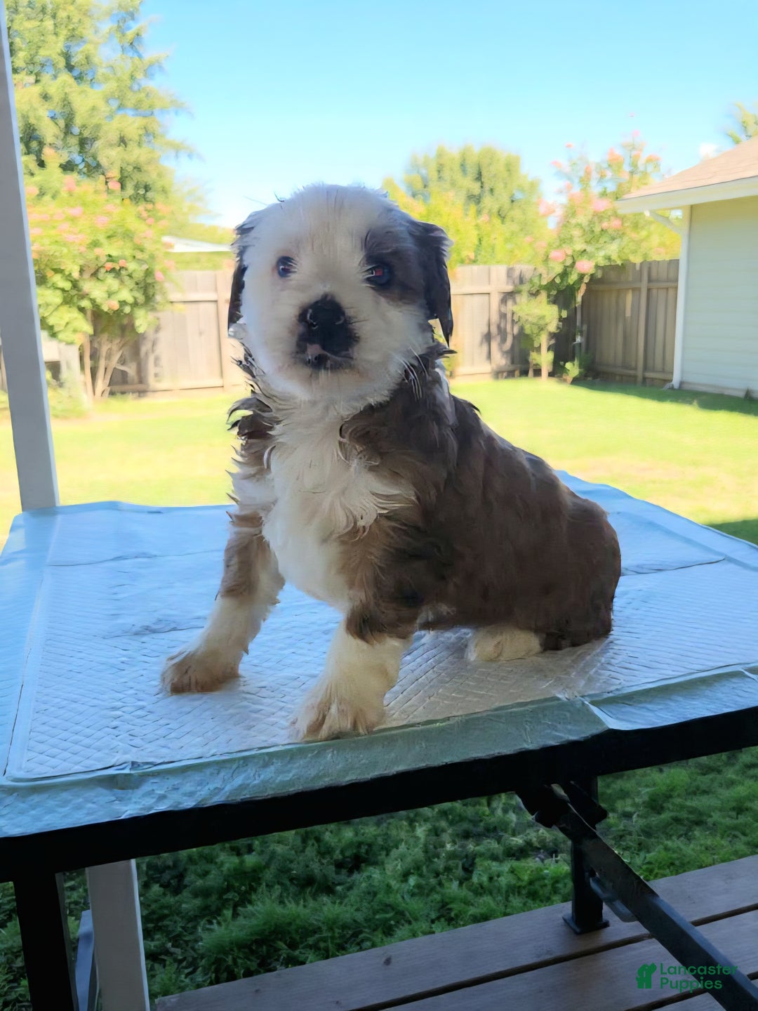 Mixed Breed dogs for sale: Milo - Ad 1