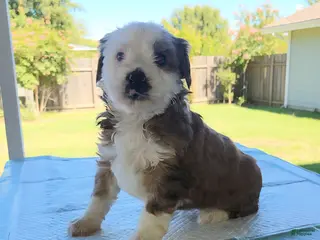 Mixed Breed dogs Milo - Ad 12