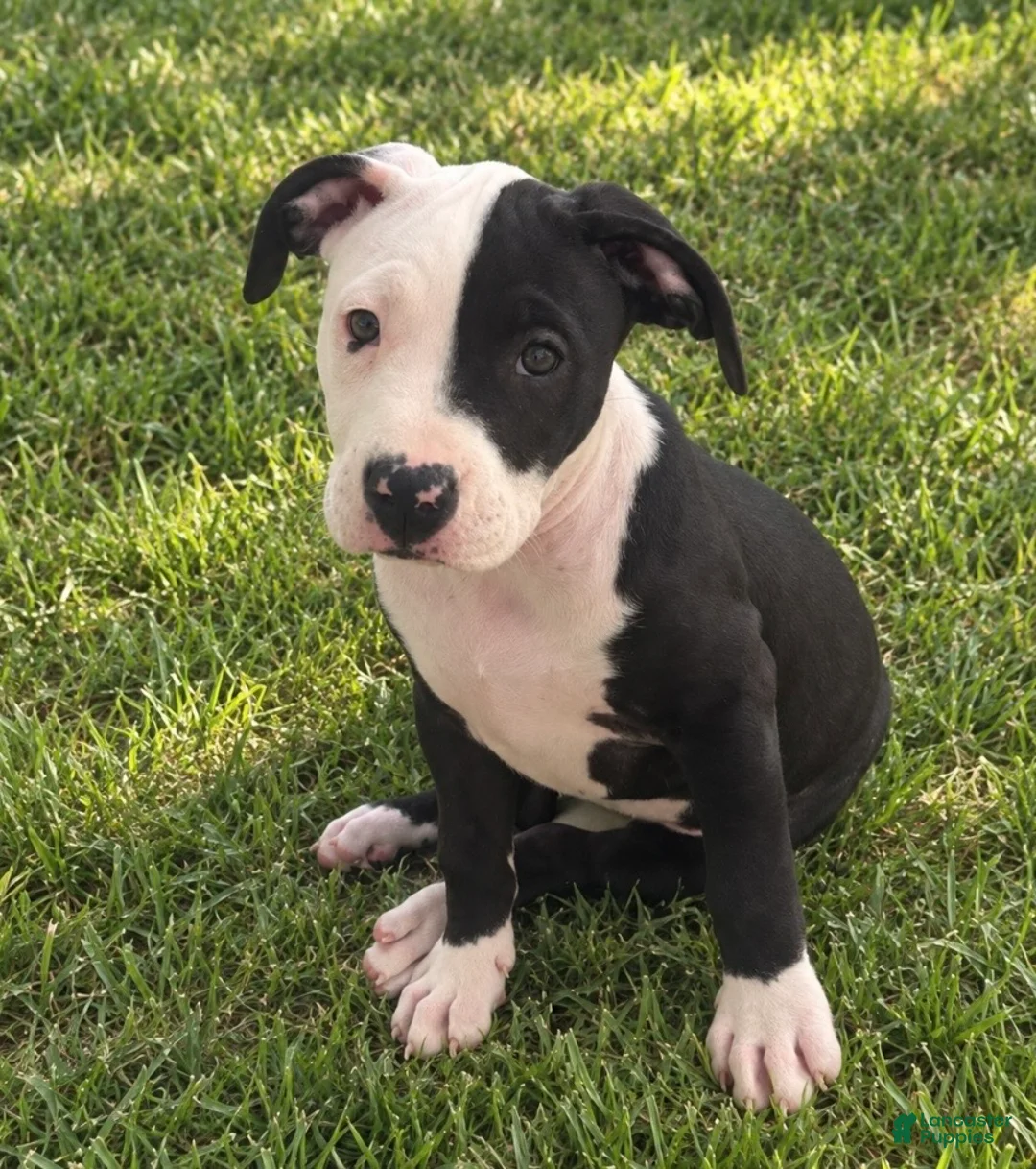 American Pit Bull Terrier dogs for sale: Bossy - Ad 1